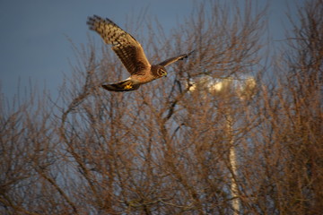 hawk flying 