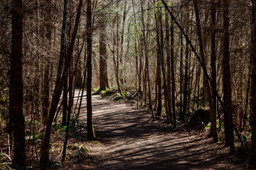 sun shining through a forest trail with thin trees
