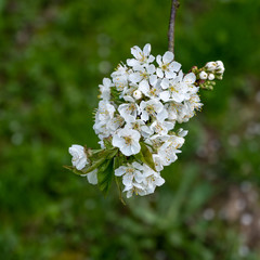 Kirschbl&uuml;ten