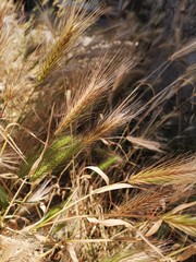 Close-up of yellow and green wheat ears against brown tree bark