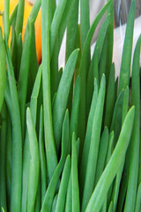 Spring green onions