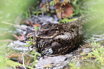 Satanic nightjar or Heinrich's nightjar (Eurostopodus diabolicus) in Lore Lindu National Park, Sulawesi island, Indonesia