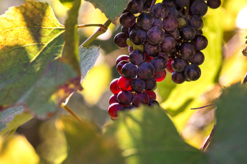 Fresh, sweet, green, dark blue or red grapes hanging from branch. Sunset background. Local backyard-grown grapes ready for harvest. Healthy fruit background. 