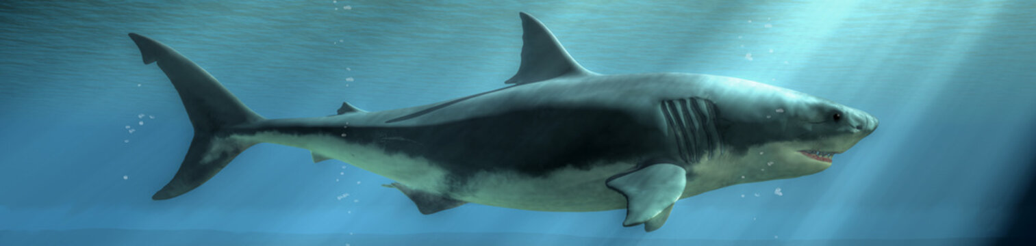 The menacing profile of a great white shark emerges from the depths of the deep blue sea.  Sunlight breaks the surface of the water and shines down on the marine predator. 3D illustration