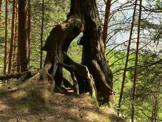 Bizarre plexus roots of old trees in the woods near Moscow.