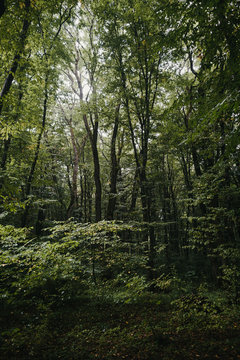 trees in the forest © Ilya Postnikov