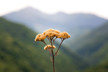Beautiful dried flower, plant on mountain background. Concept of clean environment and protection. Loneliness and meditation nature. 