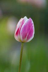 A close up of pretty tulip flowers, with a shallow depth of field