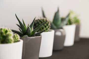 Perspective view of row of succulent plants and cacti in small pots