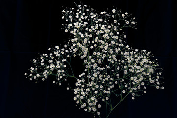 カスミソウ（黒背景）