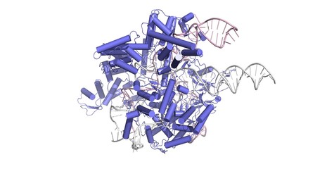 CAS9