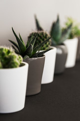 Row of small succulent and cacti plants in pots