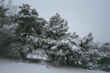 trees in winter