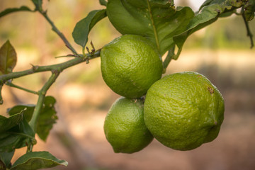 Zitronenbaum mit unreifen Fr&uuml;chten am Ast