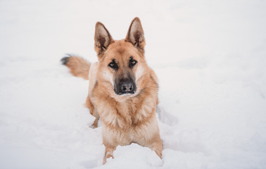German Shepherd in Snow