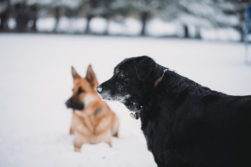 Lad & German Shepherd in Snow