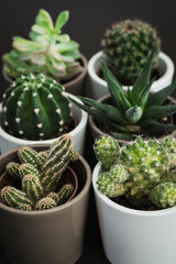 Selection of six small cacti and succulent plants in pots