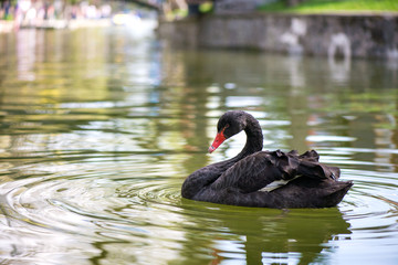 Fototapeta premium Beautiful black swan (Cygnus atratus) swimming in green water in lake, pool or pond in park in city center.