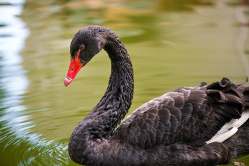 Beautiful black swan (Cygnus atratus) swimming in green water in lake, pool or pond in park in city center.