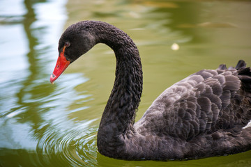 Beautiful black swan (Cygnus atratus) swimming in green water in lake, pool or pond in park in city center.