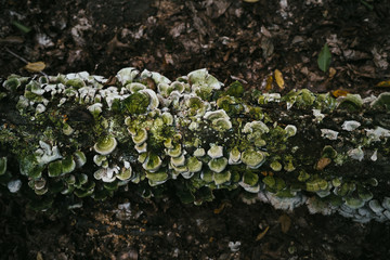 Mushroom tree