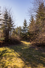 grassy clearing in a forest on a bright sunny day