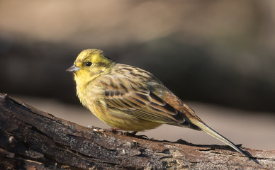 A yellowhammer posing on a tree branch