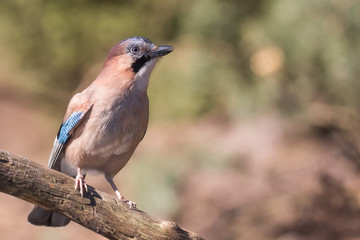 Eurasian jay sitting on a tree branch