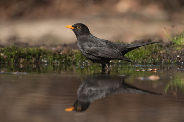 Male blackbird getting ready for a bath