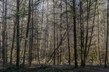 forest of bare trees in early spring 