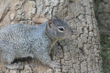 Fototapeta premium Squirrel 2