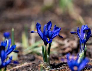 Dwarf Iris flower in spring