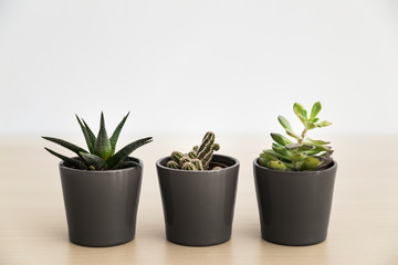 Three small succulent plants in grey pots