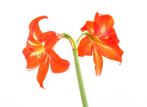 Focus Stacked Image of Orange and Yellow Amaryllis Isolated on White