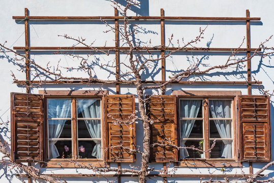 Holzkastenfenster Spalierbaum Brennholzstapel