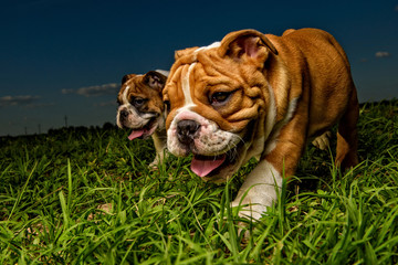 English Buldog Puppies Playing Outside