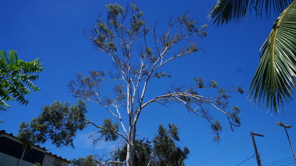 Vegeta&ccedil;&atilde;o nativa