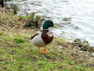 Mallard (Anas platyrhynchos) male duck standing on the shore of the lake, not in the water.