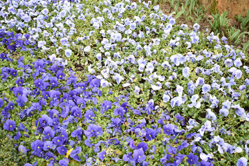 purple flower, spring background