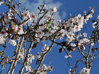 Mandelblüte