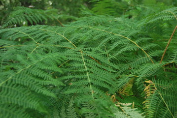 Naturaleza verde helechos