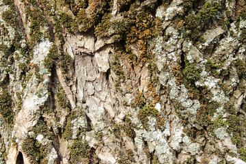  Oak bark overgrown with green moss.