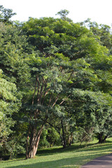 arvore natureza ponte animais passaro