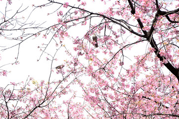 安行桜とヒヨドリ