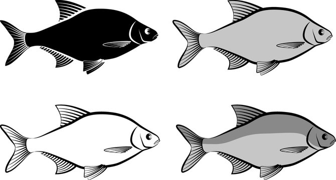 bream - clip art illustration and line art