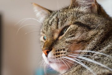 Close-up view of the cat face.