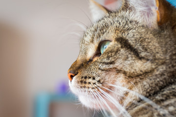 Close-up view of the cat face.