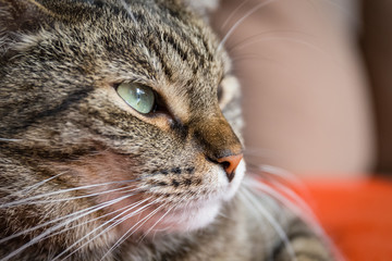 Close-up view of the cat face.