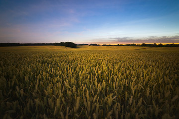 Yellow wheat field at bright cloudy night