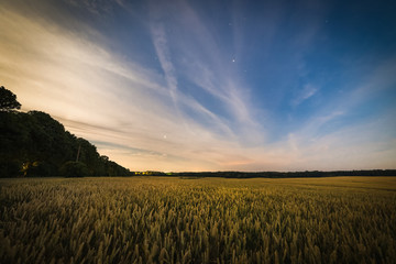 Yellow wheat field at bright cloudy night